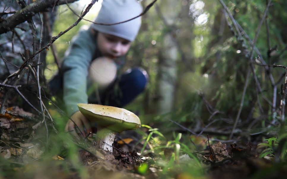 Doswiadczenie i umiejętności a bezpieczeństwo zbierania grzybów