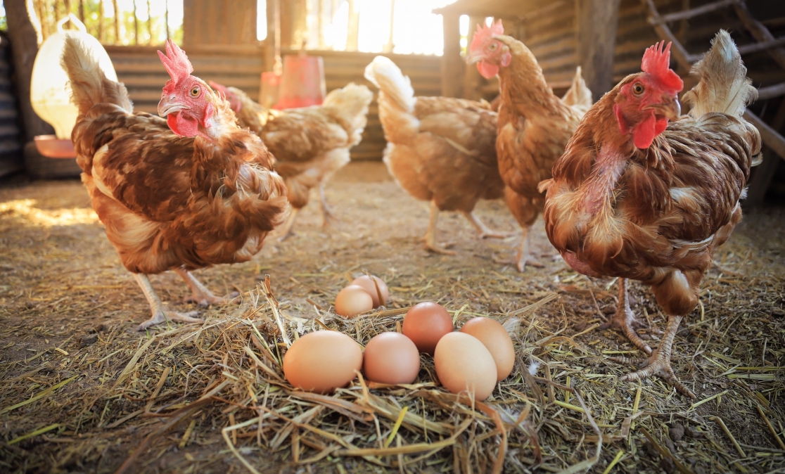 Podsumowanie mniej znanych, ale równie istotnych korzyści płynących z spożywania białka jaja kurzego