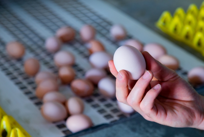 Zalety spożywania białka jaja kurzego